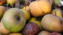 bioodpad apples-7464059 1280